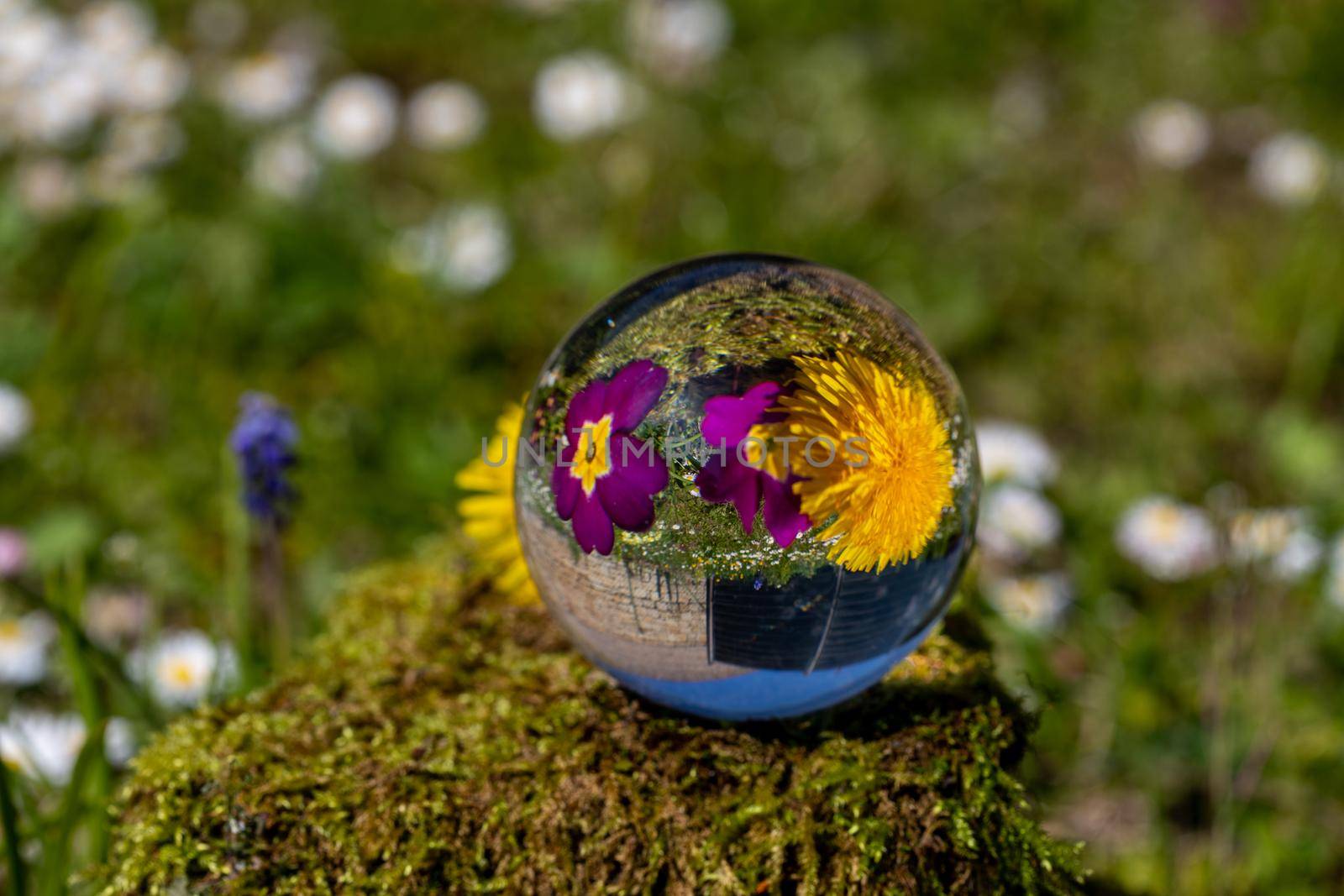 Crystal ball with dandelion and purple primrose blossom on moss covered stone surrounded by a flower meadow