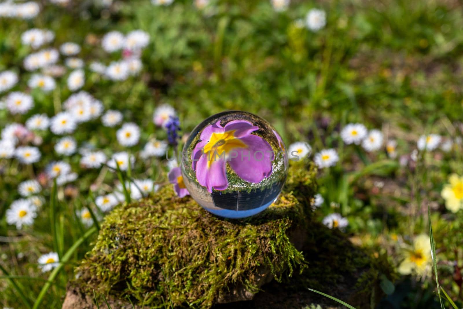 Crystal ball with pink primrose blossom on moss covered stone  by reinerc