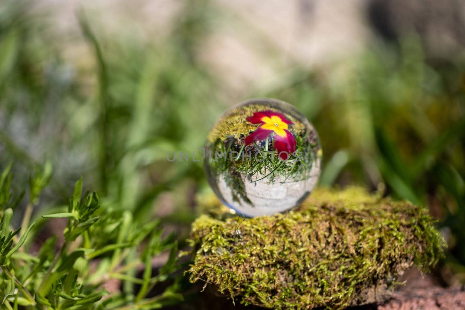 Crystal ball with red primrose blossom on moss covered stone surrounded by green grass