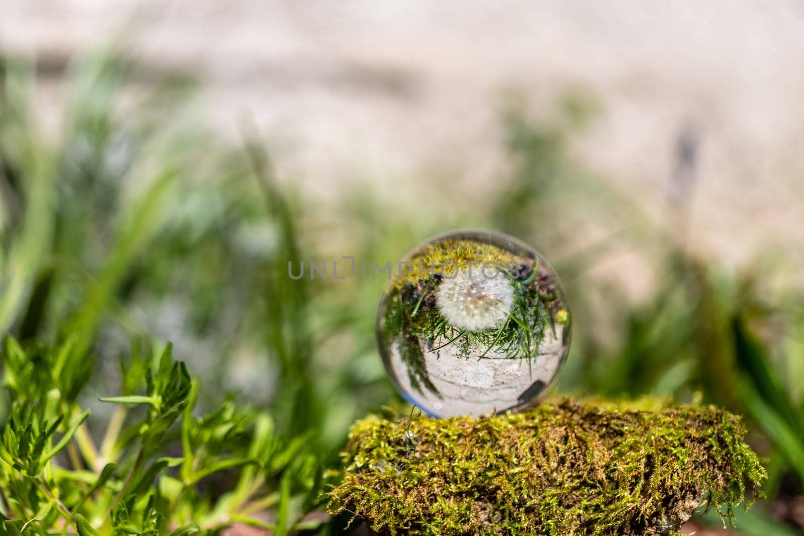 Crystal ball with dandelion flower on moss covered stone surrounded by a green grass