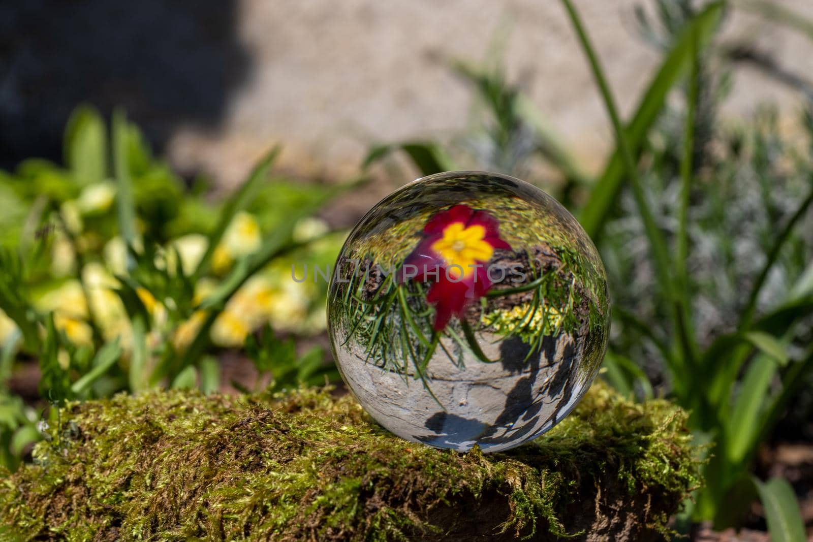 Crystal ball with red primrose blossom on moss covered stone surrounded by green grass