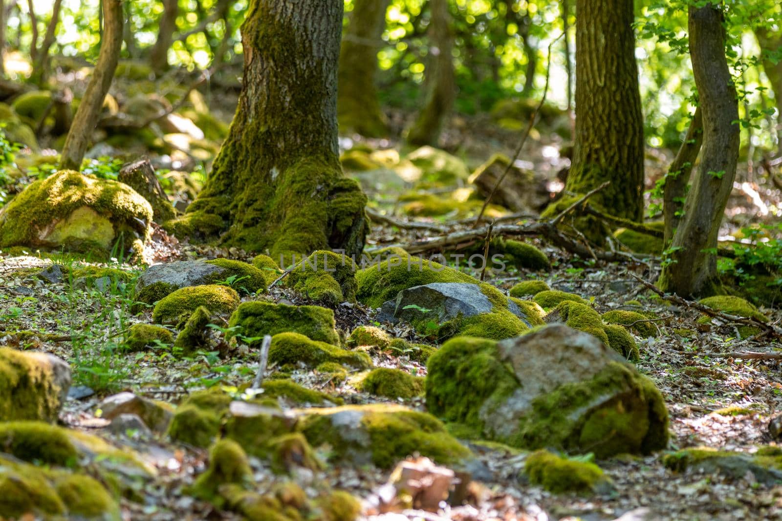 Forest floor with moss, stones and tree trunks covered with moss in Rhineland-Palatinate, Germany