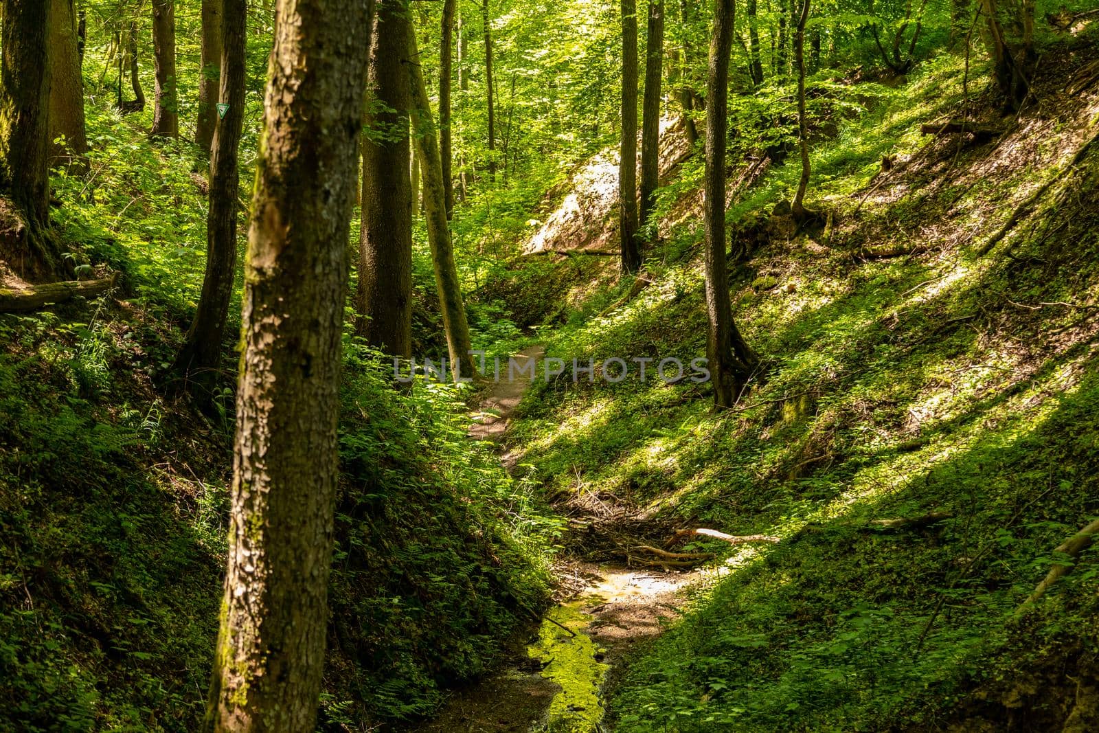 Hiking trail though the Palatinate forest nearby Pirmasens, Germany 
