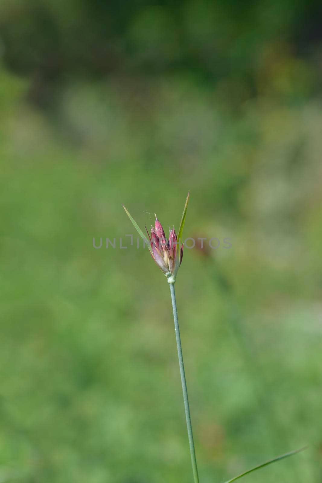 Croatian carnation pink flower buds - Latin name - Dianthus giganteus subsp. croaticus