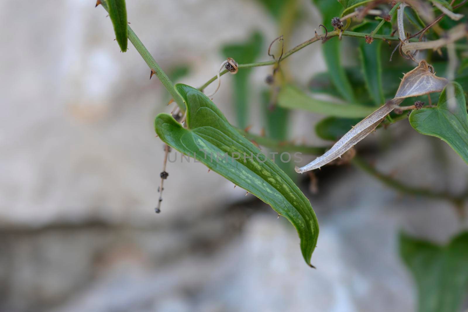 Common smilax leaves - Latin name - Smilax aspera