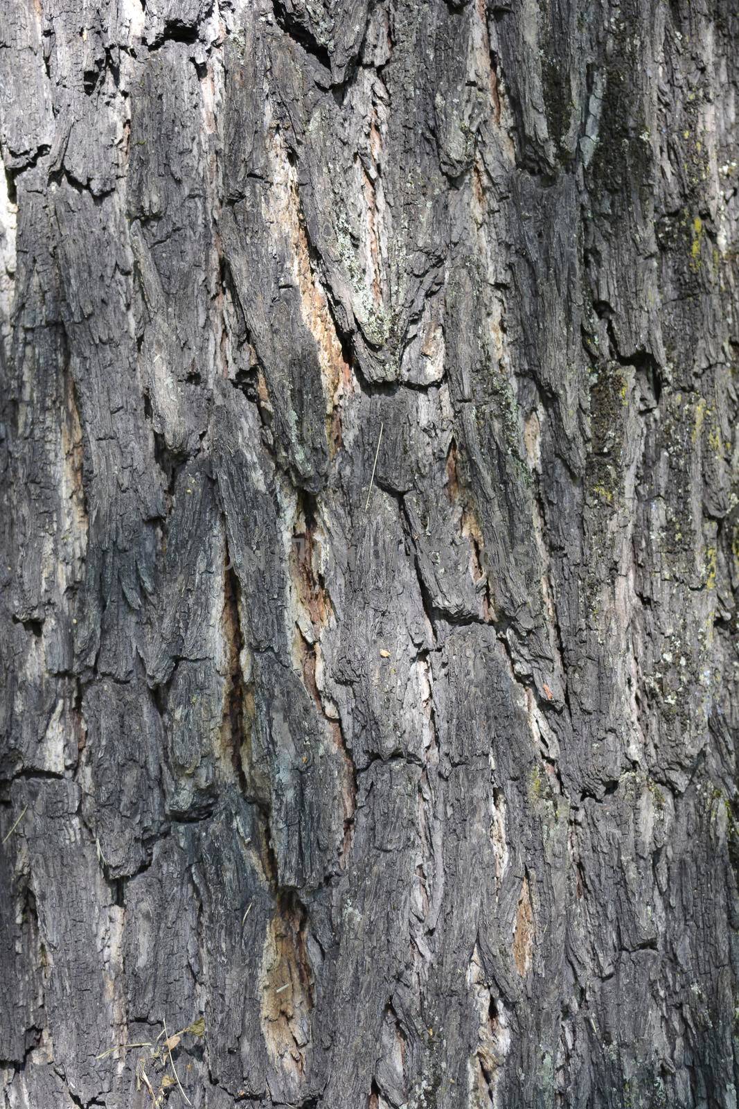 Eastern black walnut bark detail - Latin name - Juglans nigra