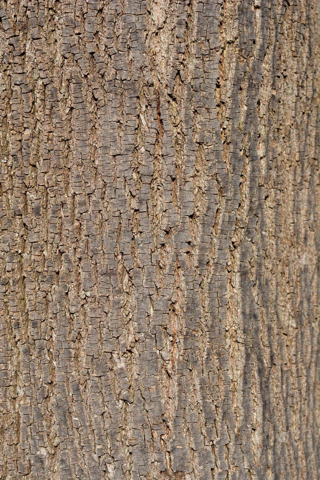 Broad-leaved lime bark detail - Latin name - Tilia platyphyllos