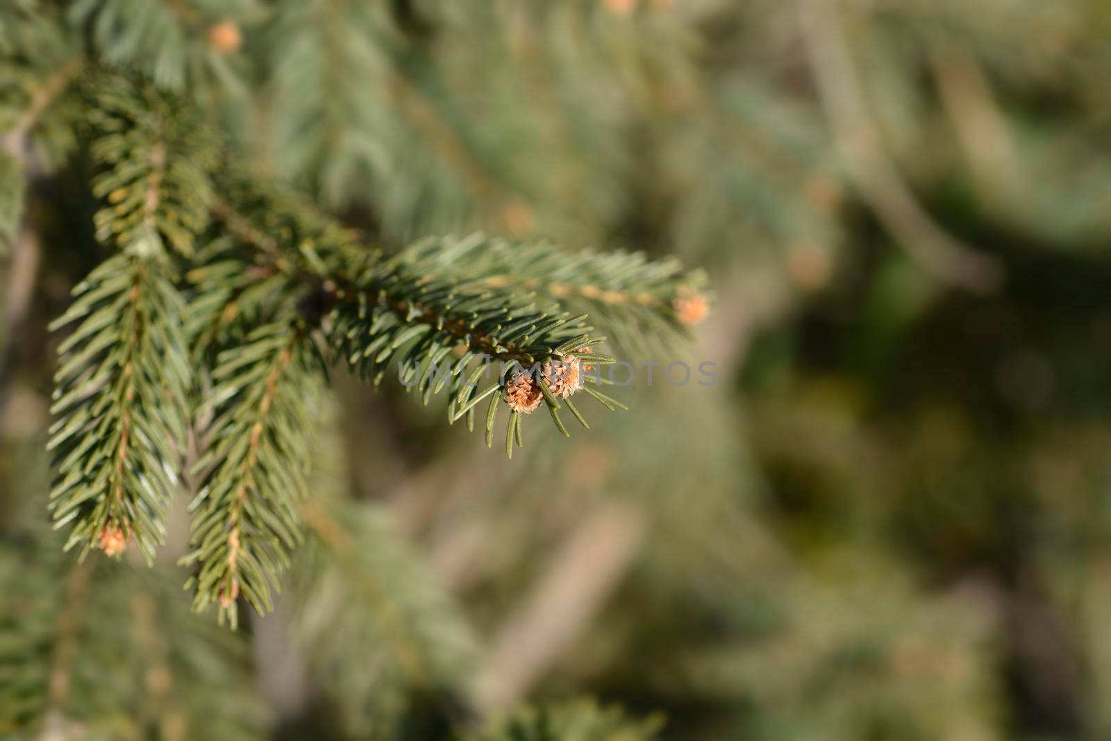 Colorado blue spruce by nahhan