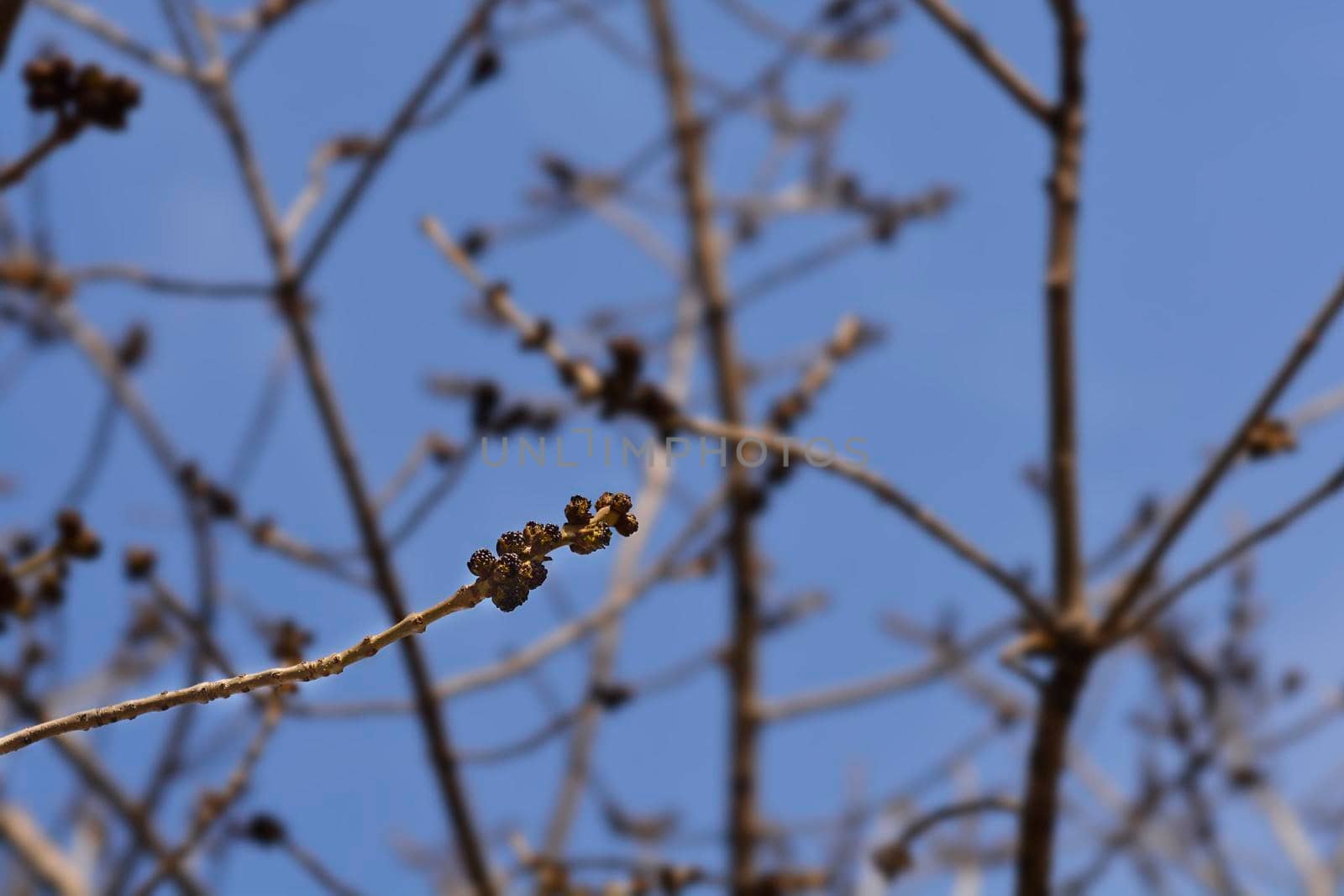Narrow-leaved ash branches with buds against blue sky - Latin name - Fraxinus angustifolia