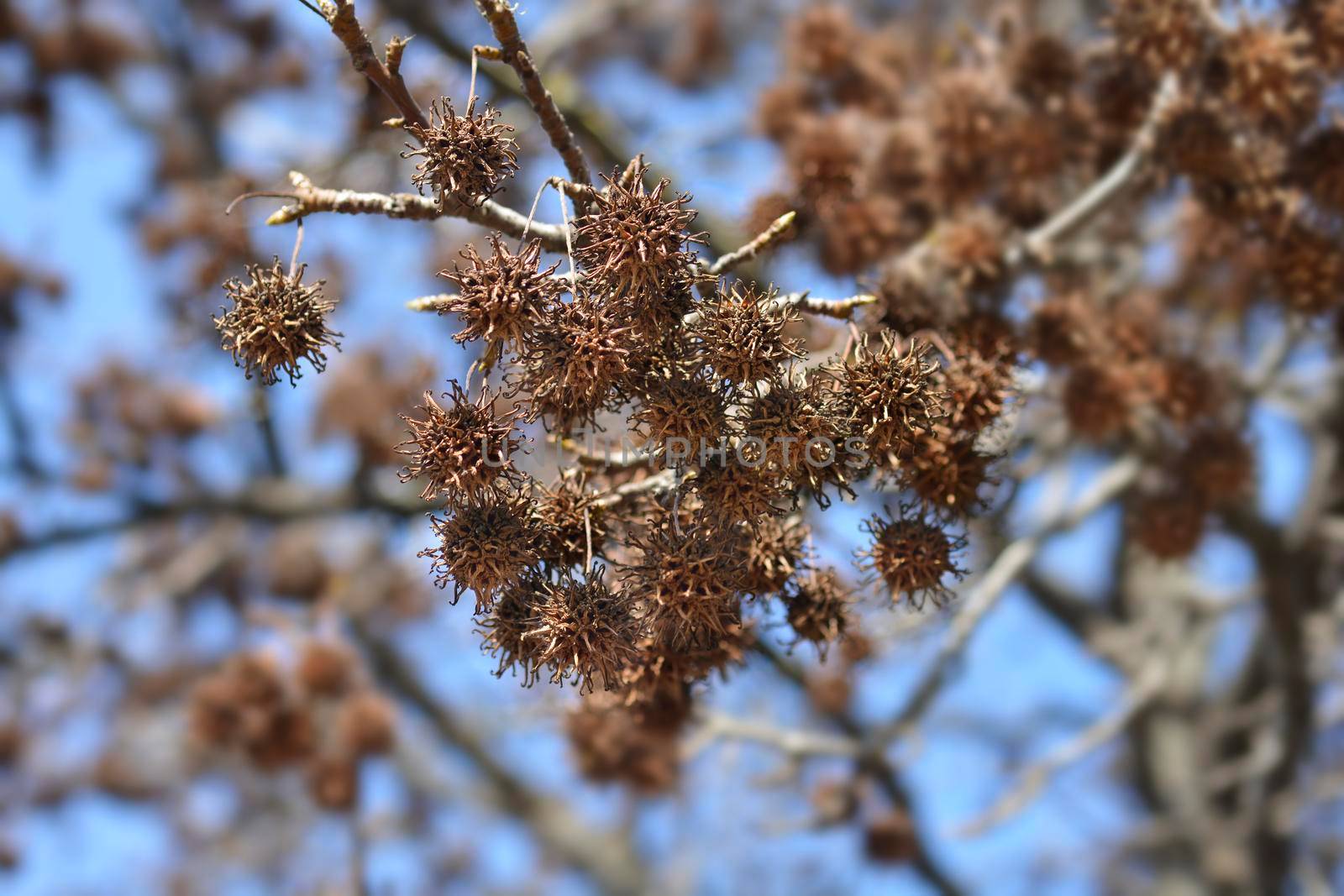 American sweetgum seeds - Latin name - Liquidambar styraciflua