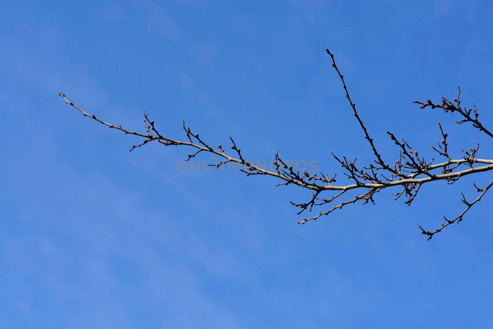 Hawthorn branch with buds against blue sky - Latin name - Crataegus laevigata