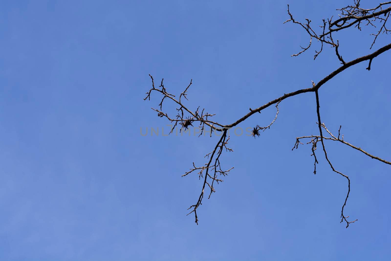 Turkish hazel branch against blue sky - Latin name - Corylus colurna
