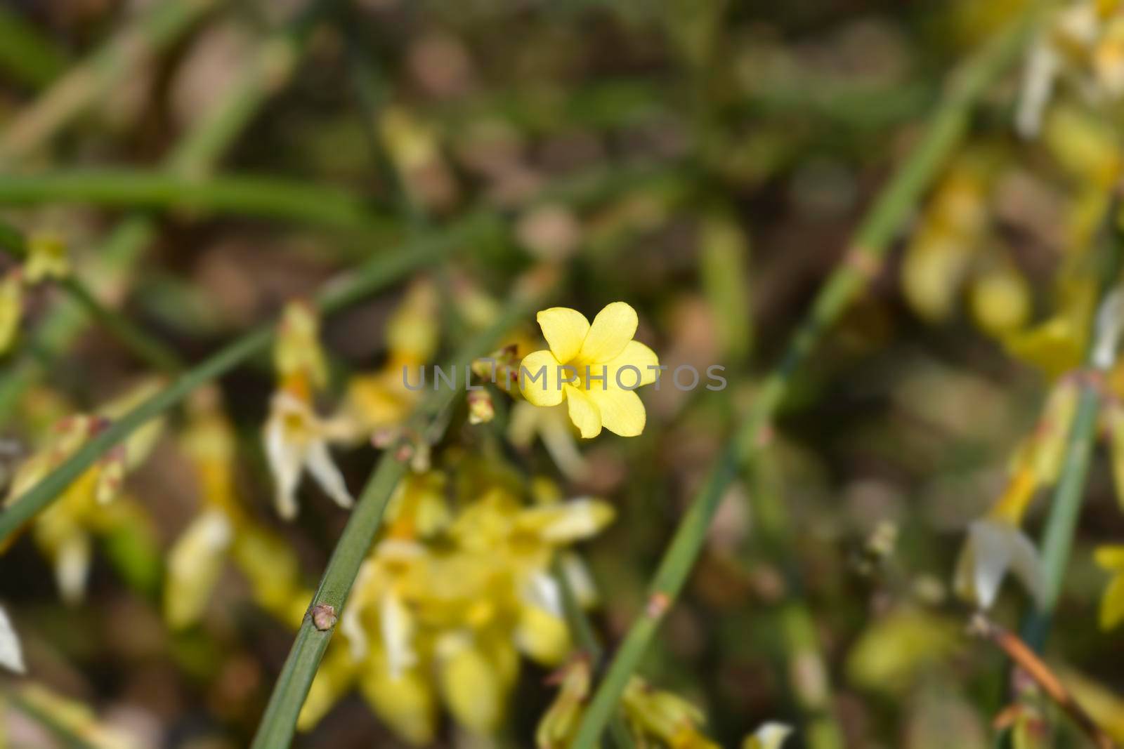 Winter jasmine - Latin name - Jasminum nudiflorum