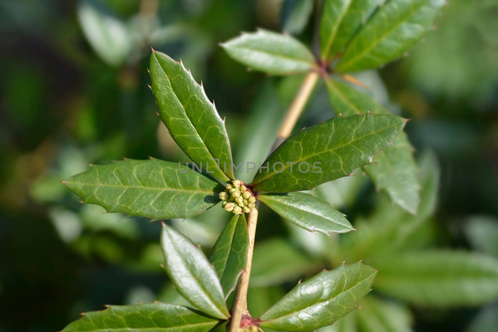 Wintergreen barberry - Latin name - Berberis julianae
