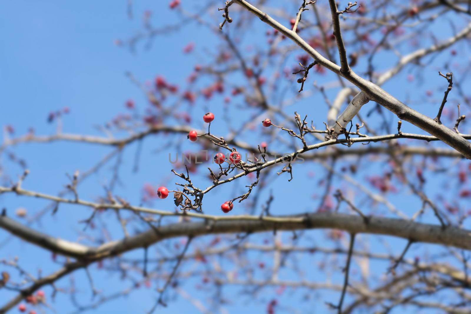 Common Hawthorn branch with fruit - Latin name - Crataegus monogyna