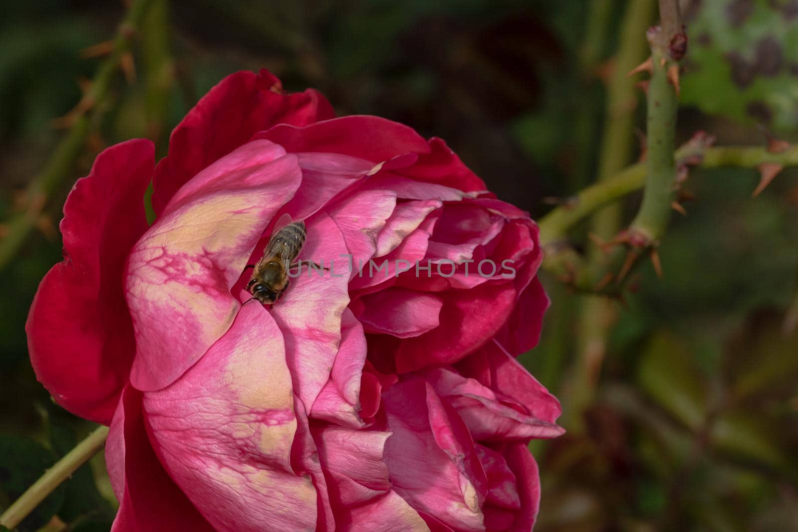 Bee on colorful rose petals isolated in garden with copy space. Rose isolated background wallpaper.