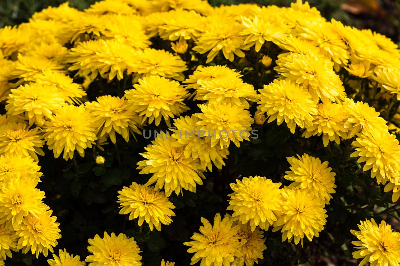 Selective focus on floral background wallpaper with Chrysanthemum flowers, colorful autumn Mums by vladispas
