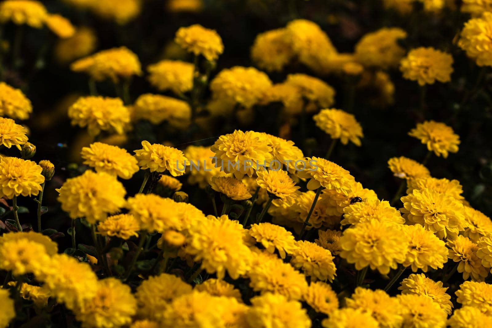 Selective focus on floral background wallpaper with Chrysanthemum flowers, colorful autumn Mums by vladispas