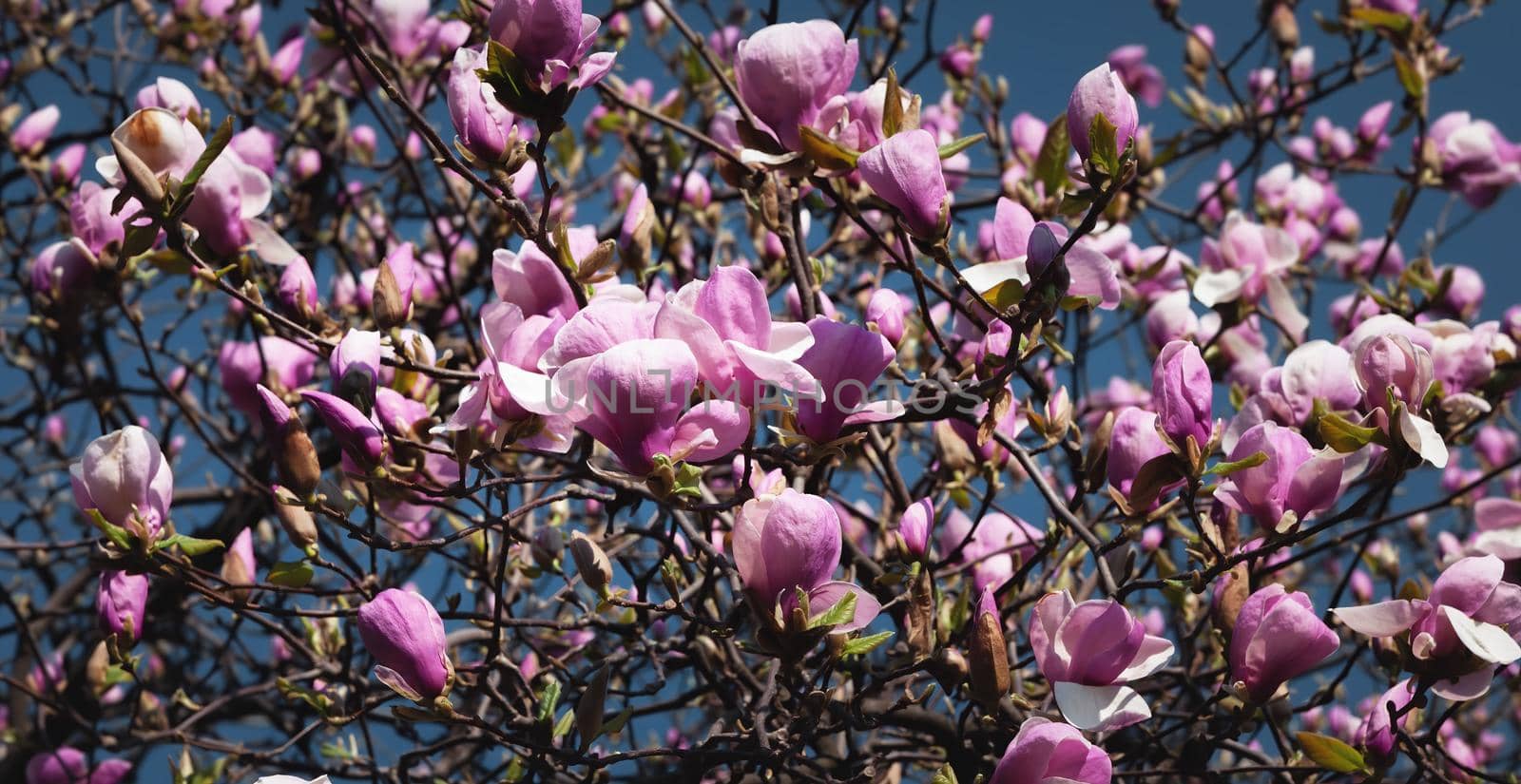 Nature background concept. Pink magnolia flowers in sun light. Magnolia flowers in spring time.