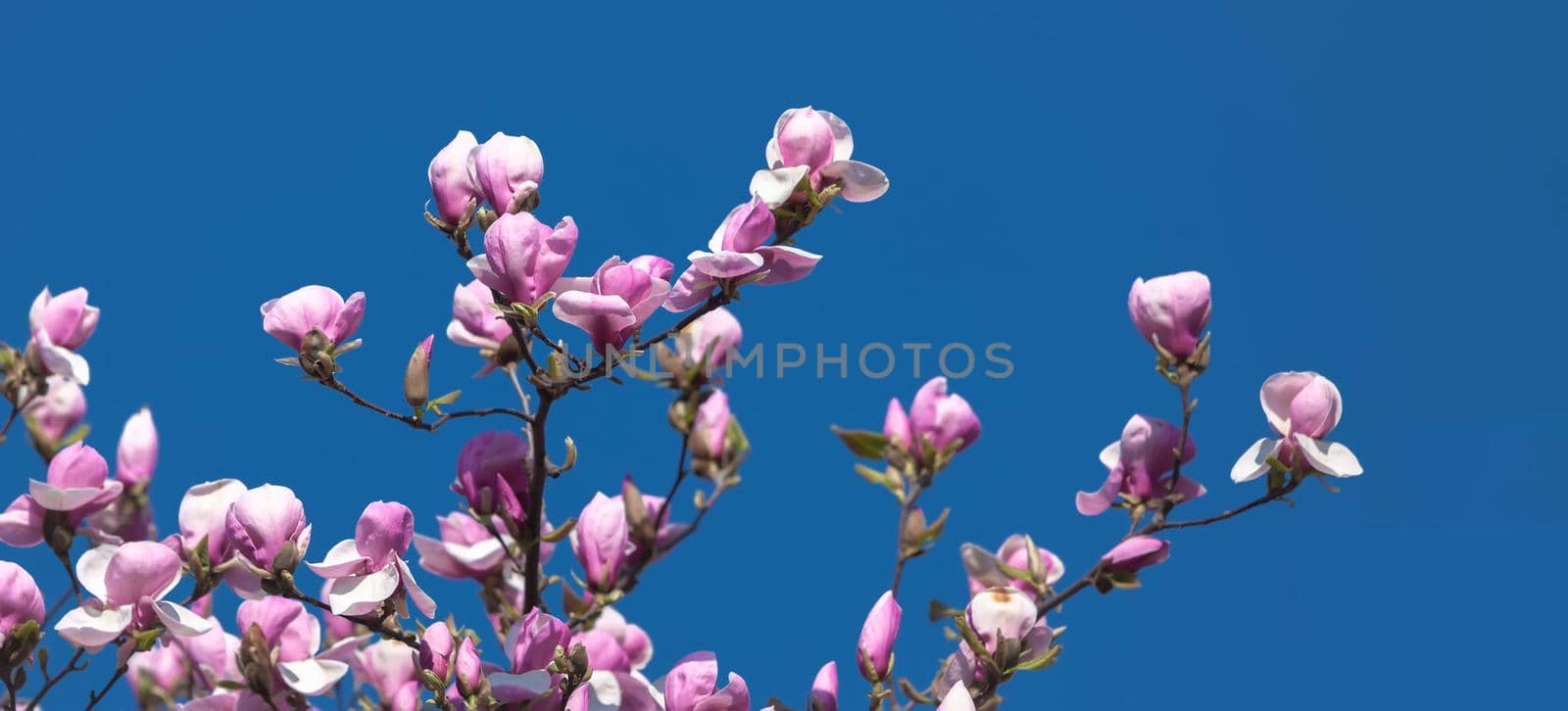 Nature background concept. Pink magnolia flowers in sun light against the blue sky backgroun. Magnolia flowers in spring time.