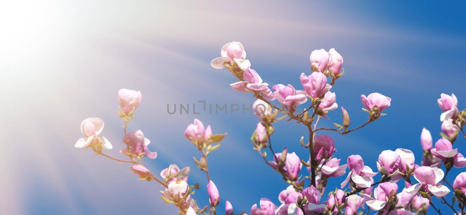 Nature background concept. Pink magnolia flowers in sun light against the blue sky backgroun. Magnolia flowers in spring time.