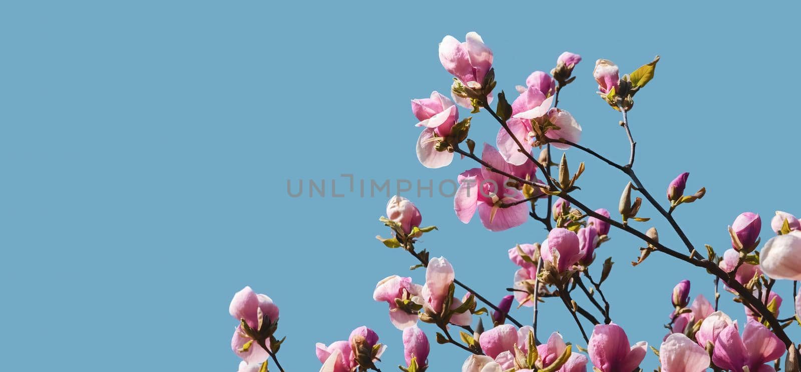 Nature background concept. Pink magnolia flowers in sun light against the blue sky backgroun. Magnolia flowers in spring time.