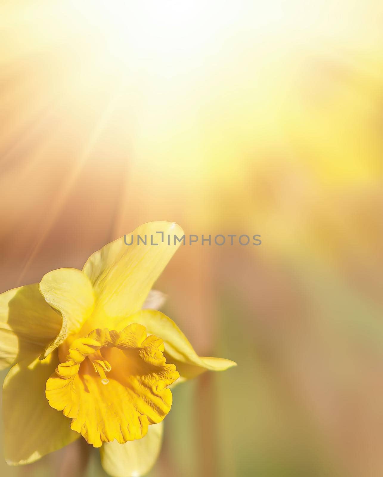 Beautiful flowers of daffodils narcissus glow in sun light