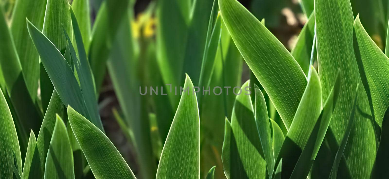 Close-up of tulip leaves. Spring background in shades of green color.