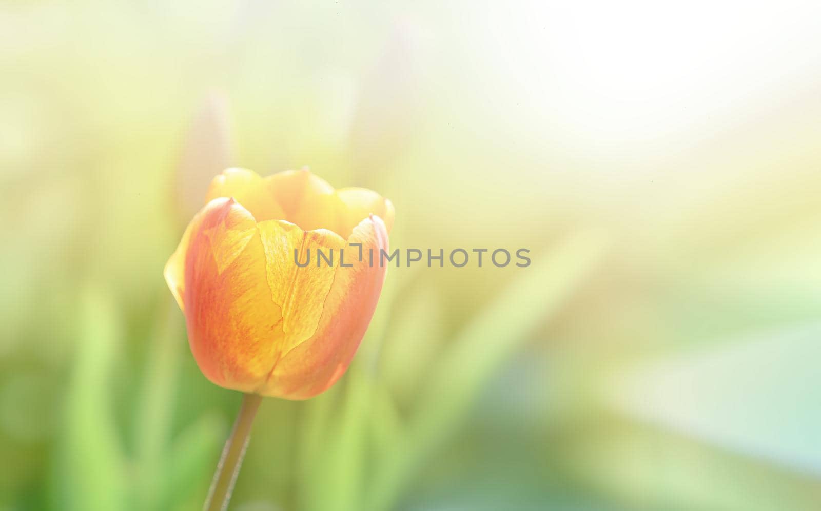 Red blooming tulips in the rays of sun light. Tulip garden in spring time.