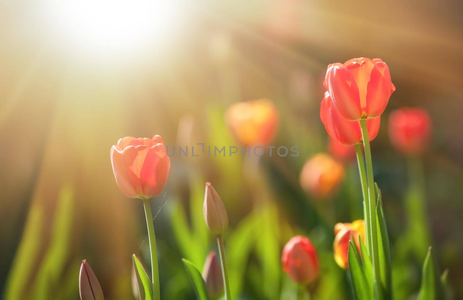 Red blooming tulips in the rays of sun light. Tulip garden in spring time.