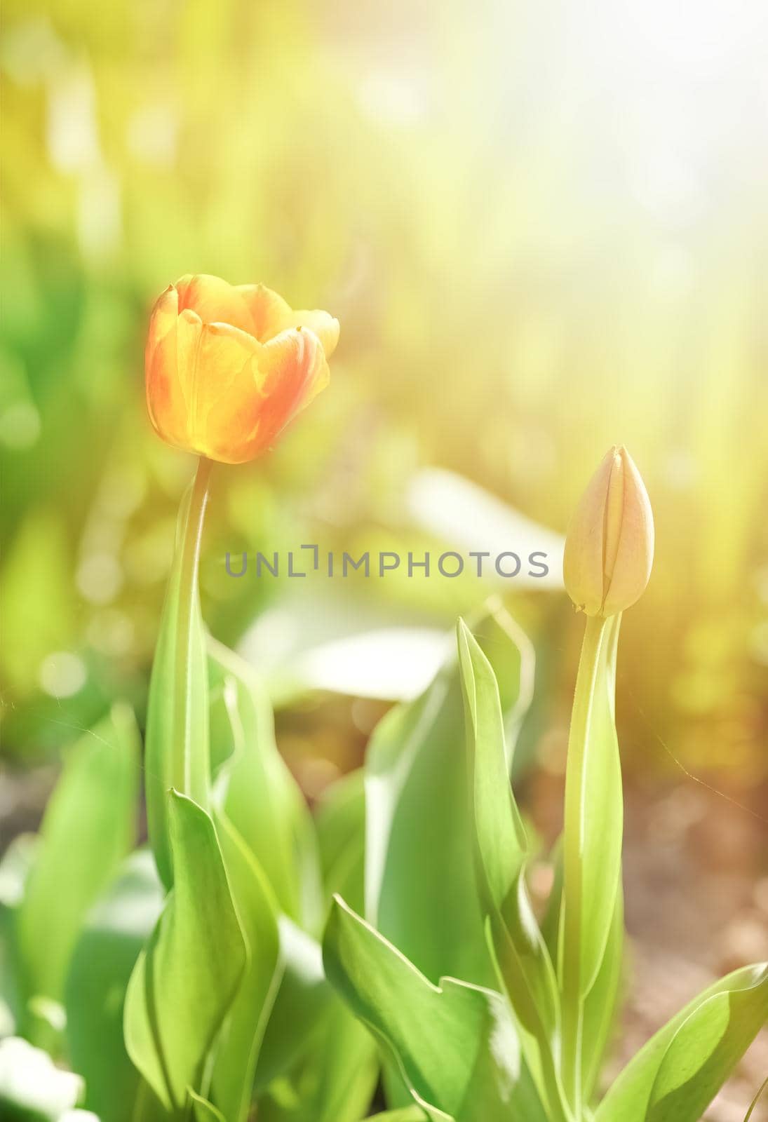 Red blooming tulips in the rays of sun light. Tulip garden in spring time.