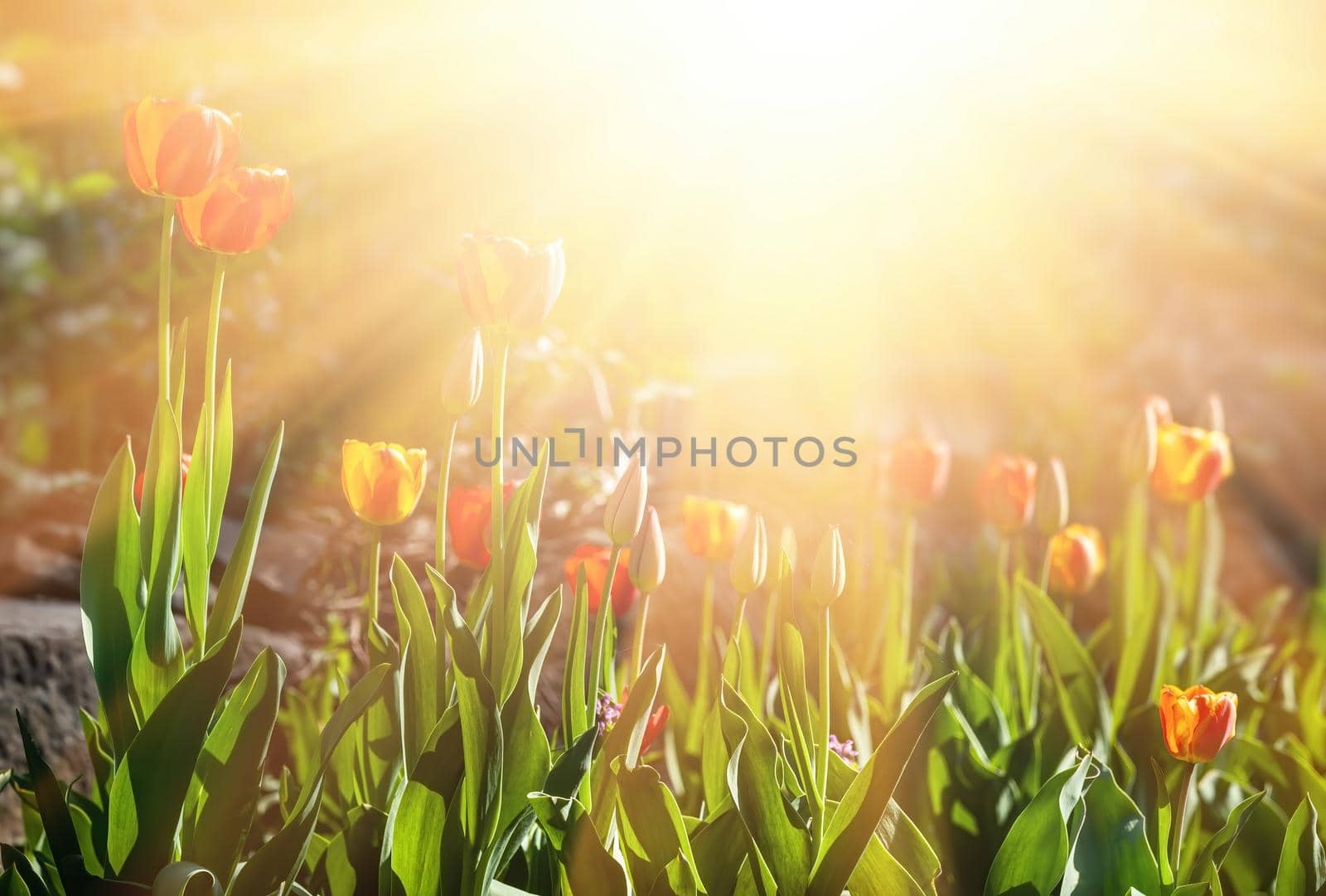 Red blooming tulips in the rays of sun light. Tulip garden in spring time.