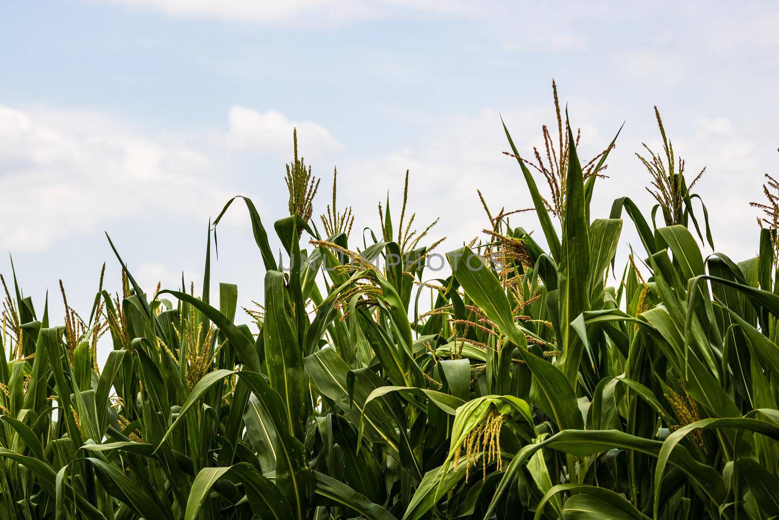 Sun lights over a green corn field growing, detail of green corn on agricultural field.