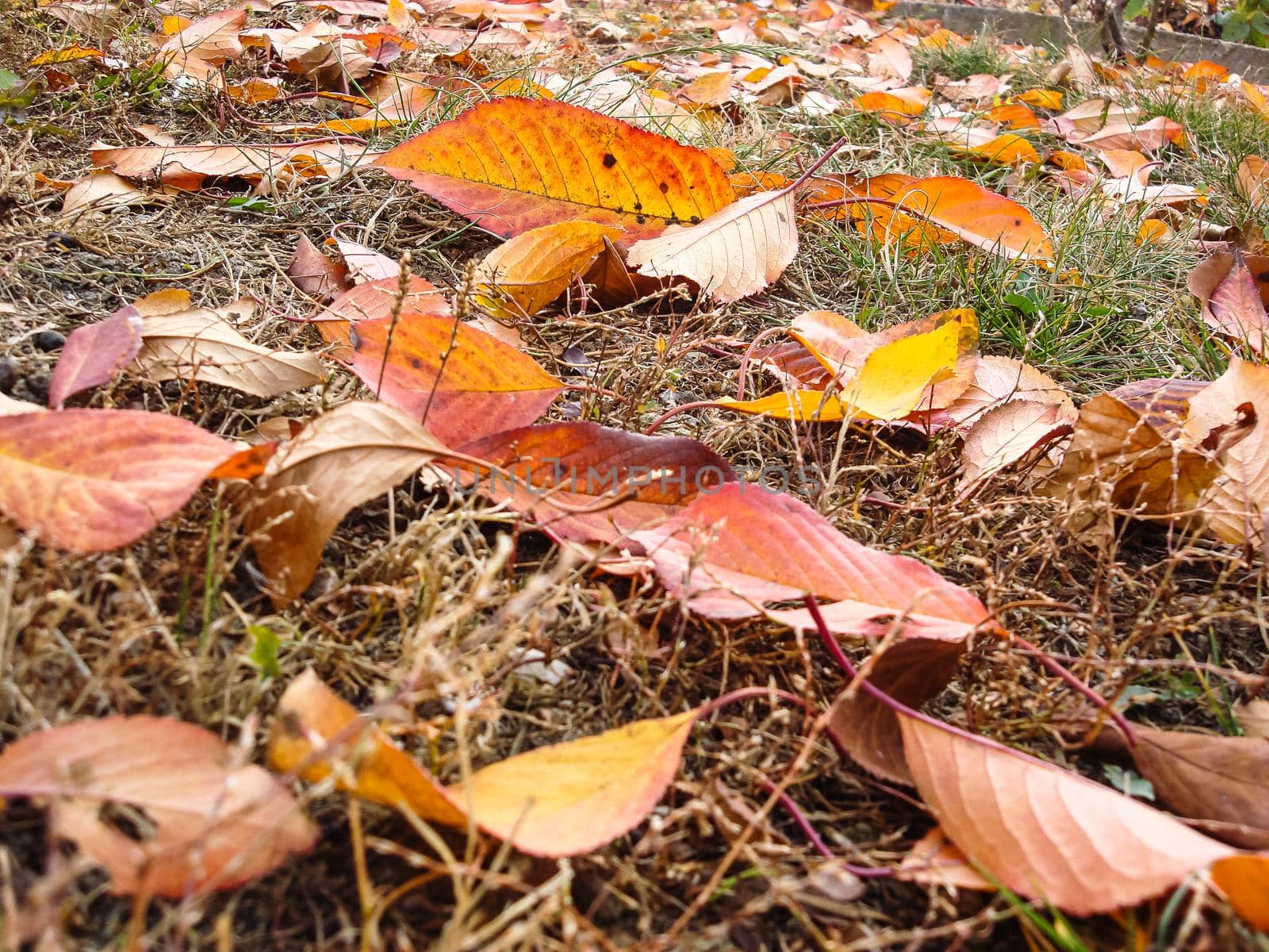 Autumn season with colorful fallen leaves on dry grass. by vladispas