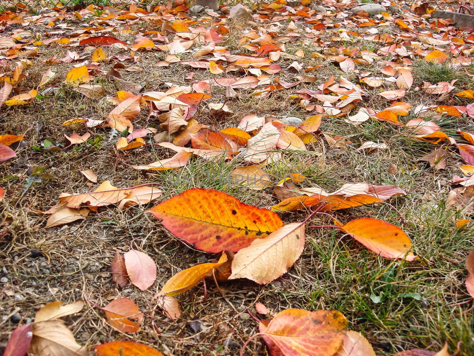Autumn season with colorful fallen leaves on dry grass. by vladispas