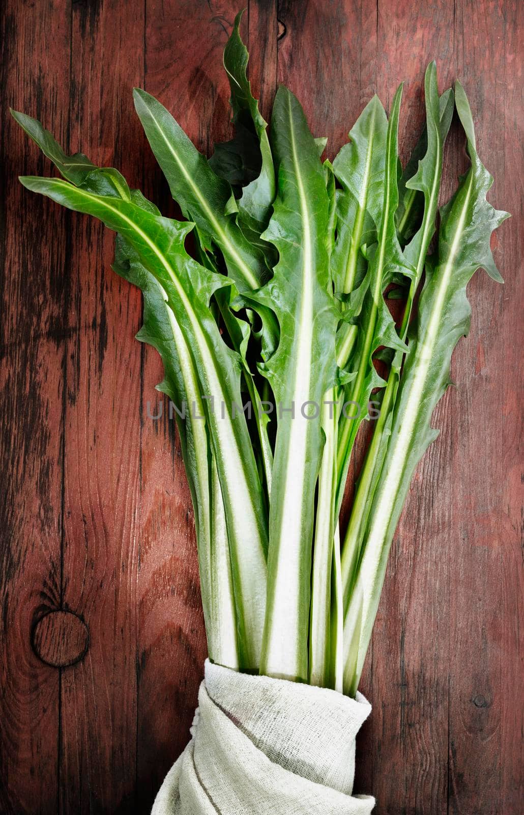 Green leaves of common chicory against colored  background , beautiful leaves shape 