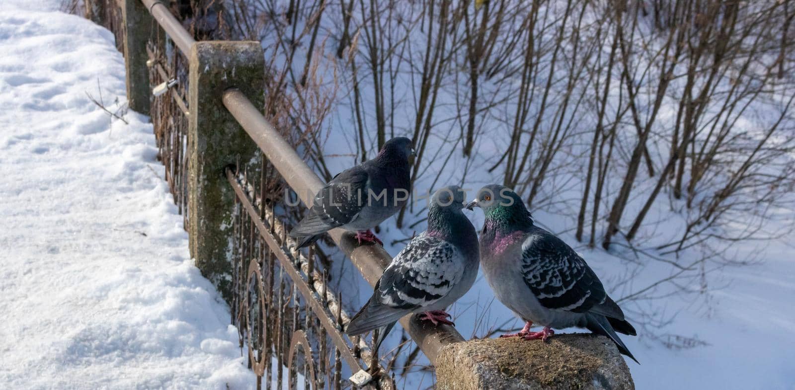 Pigeon on the railing of the pedestrian bridge in the park in winter.