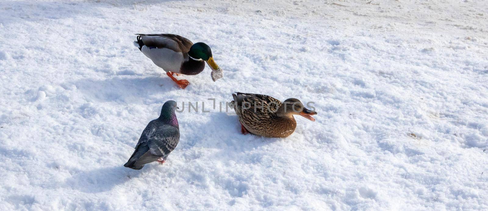 Mallard duck close-up sitting on frozen snow, in the bright sun on a sunny day.Pigeons walk nearby.