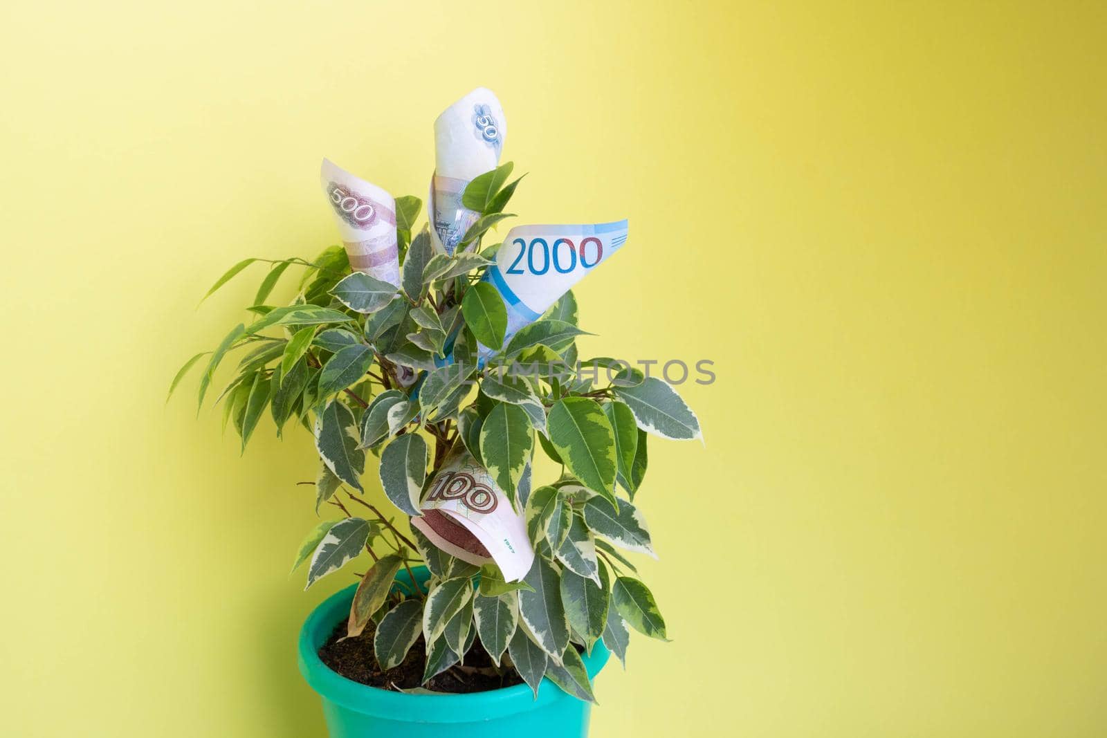 Ruble bills lie in a green ficus on a yellow background. The concept of money growth.