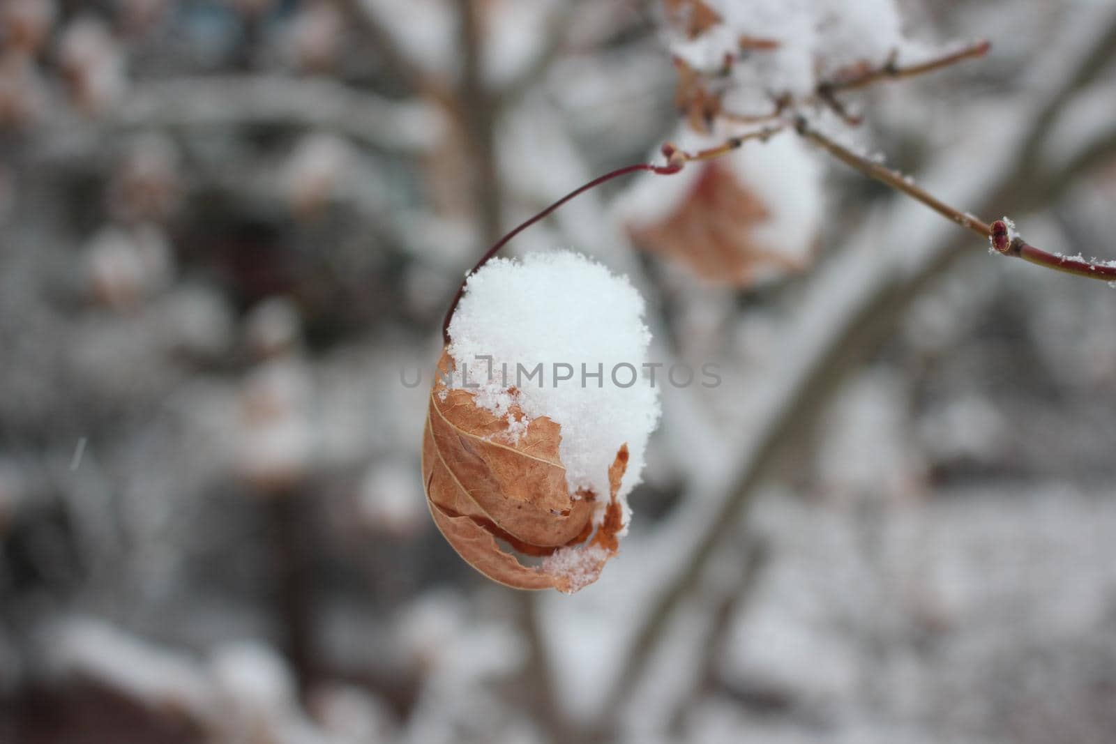 Snow on leaves of plant during snowfall winter season. closeup view of snowflakes on plant in park