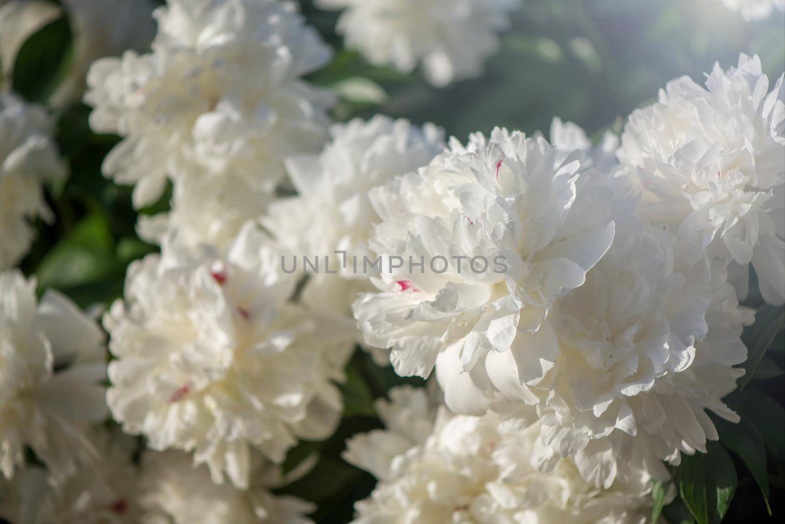 Pink flowers peonies flowering on background pink peonies. Peonies garden.