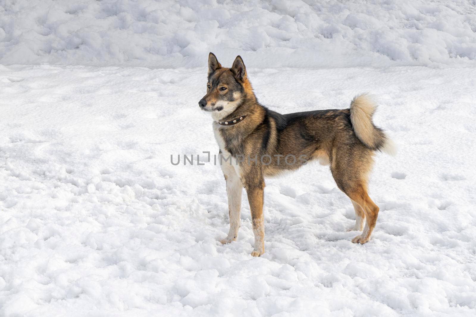 dog laika stands in the snow on a white background. High quality photo