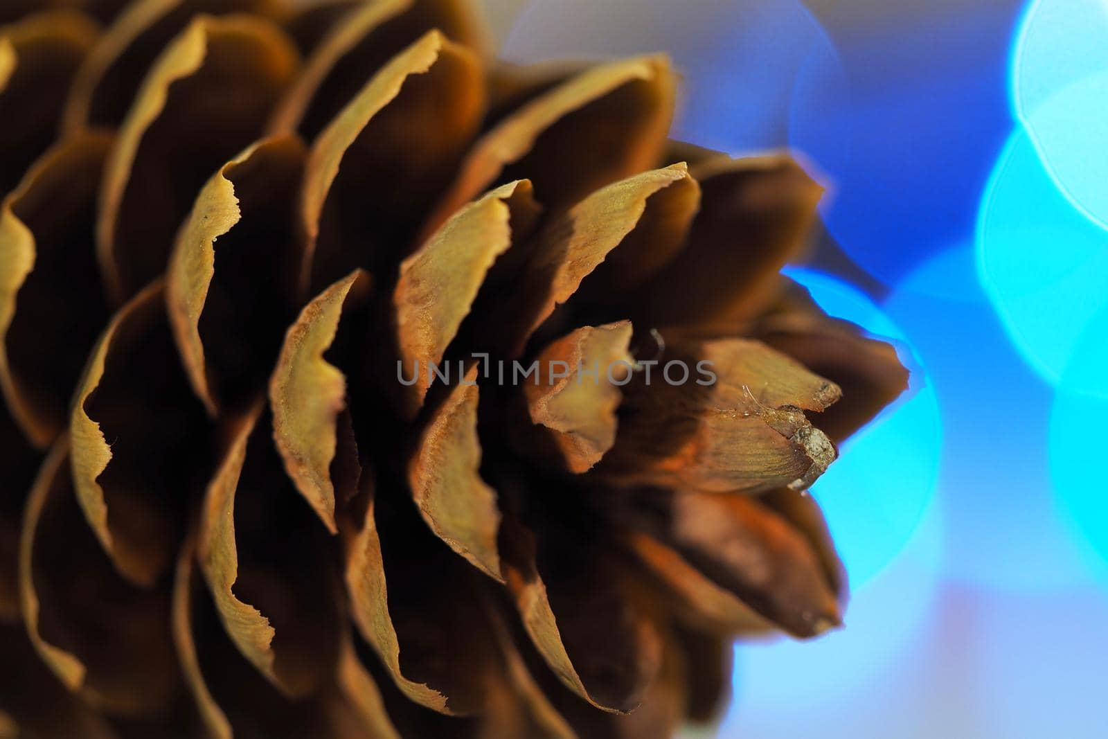 Spruce bump macro-star on a blury background. by Olga26