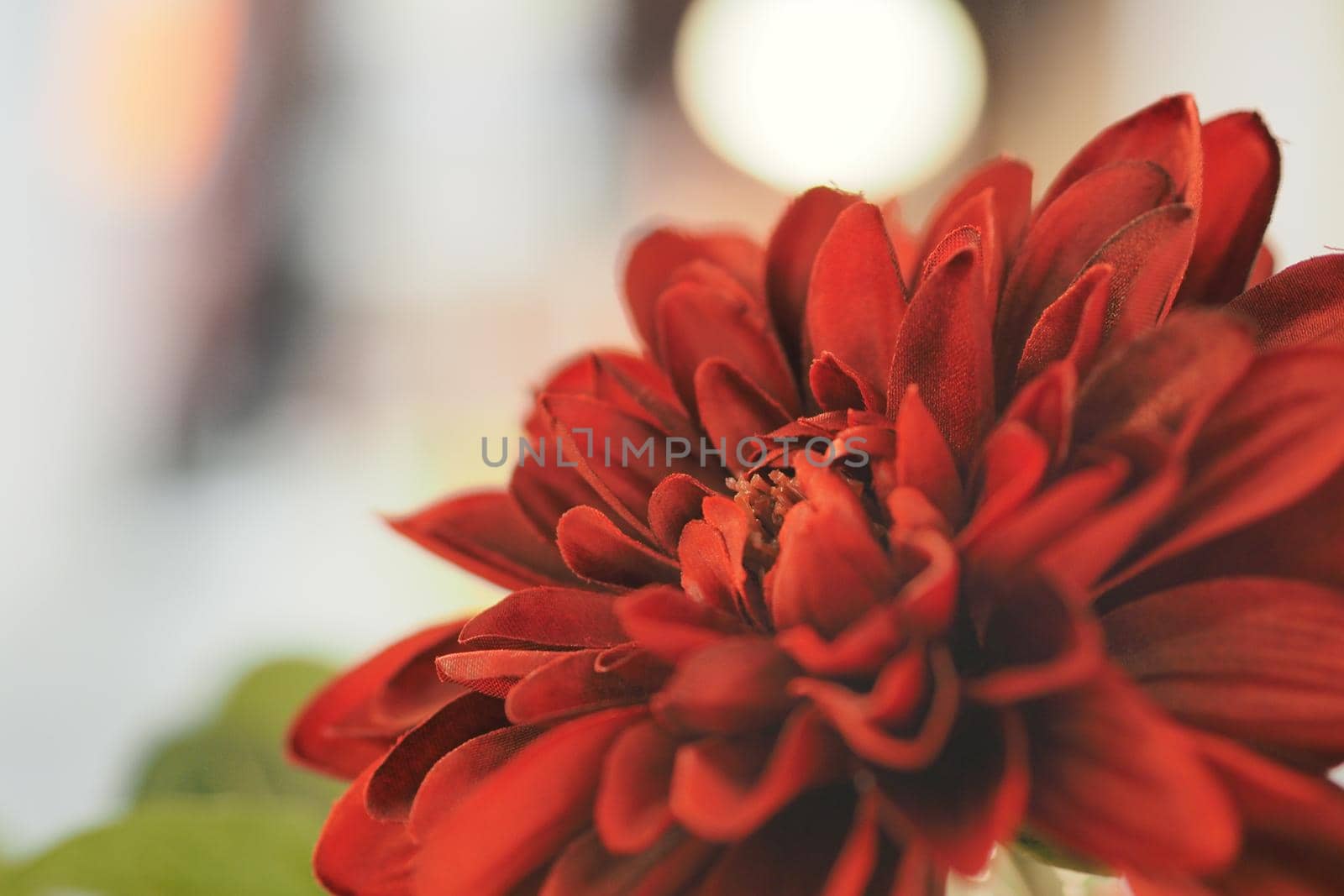 Red flower close-up on a blury background. by Olga26