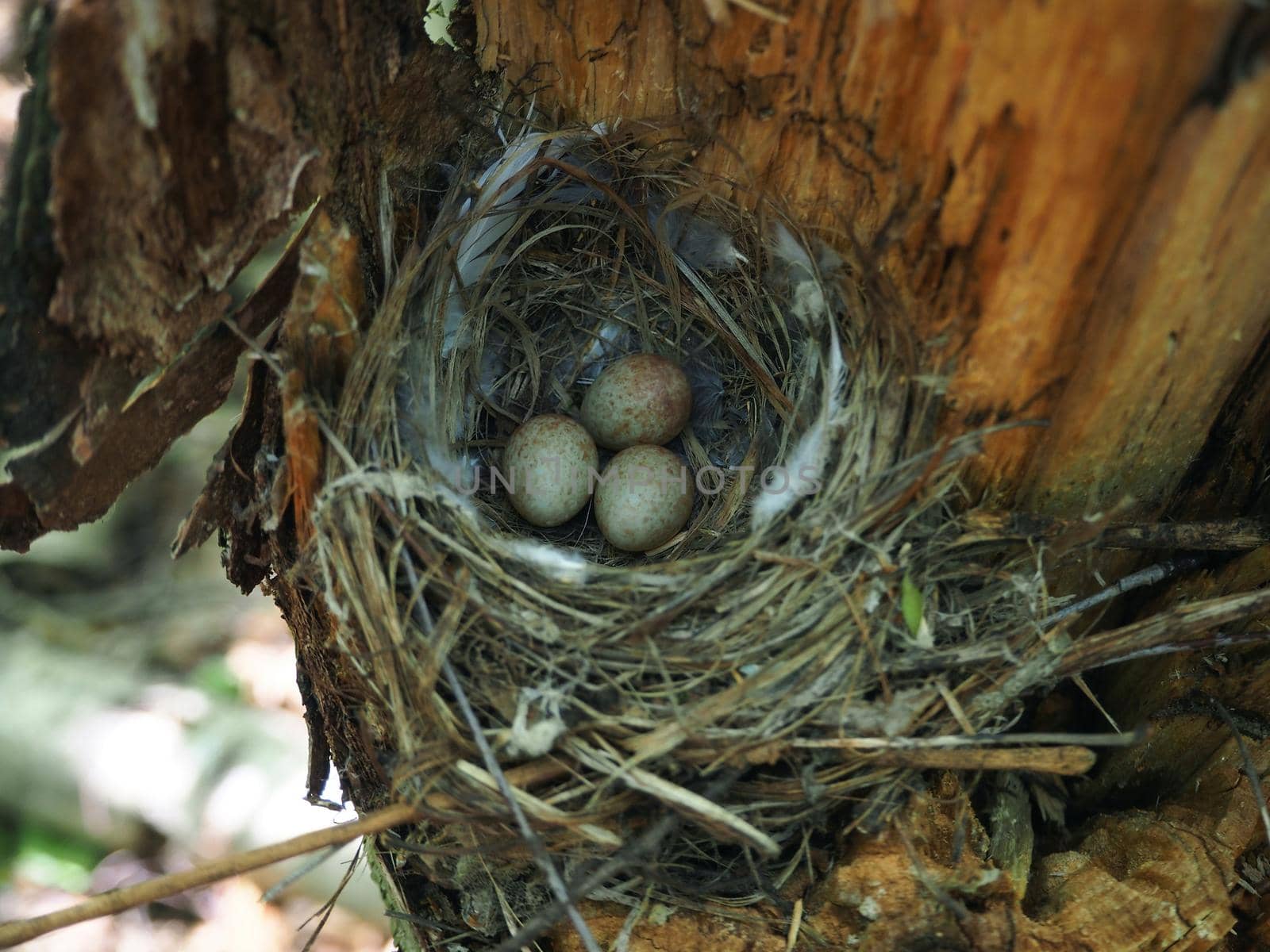 Bird's Nest in the Woods on a Tree with Eggs