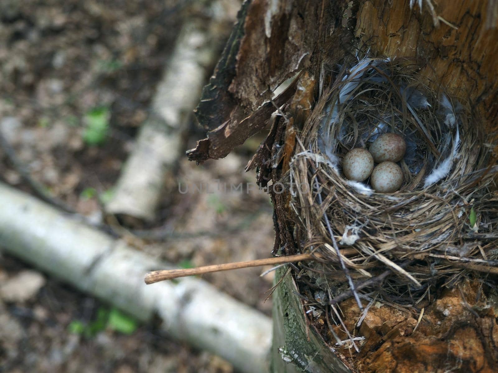 Bird's Nest in the Woods on a Tree with Eggs