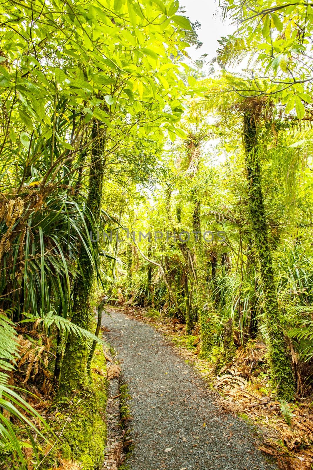 Path in jungle along Pororari River in New Zealand by fyletto