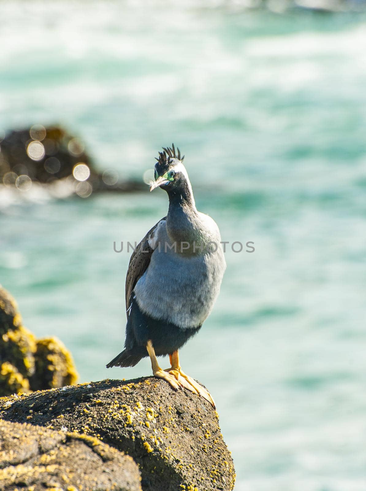 Spotted shag standing on the Rock by the sea in the New Zealand by fyletto