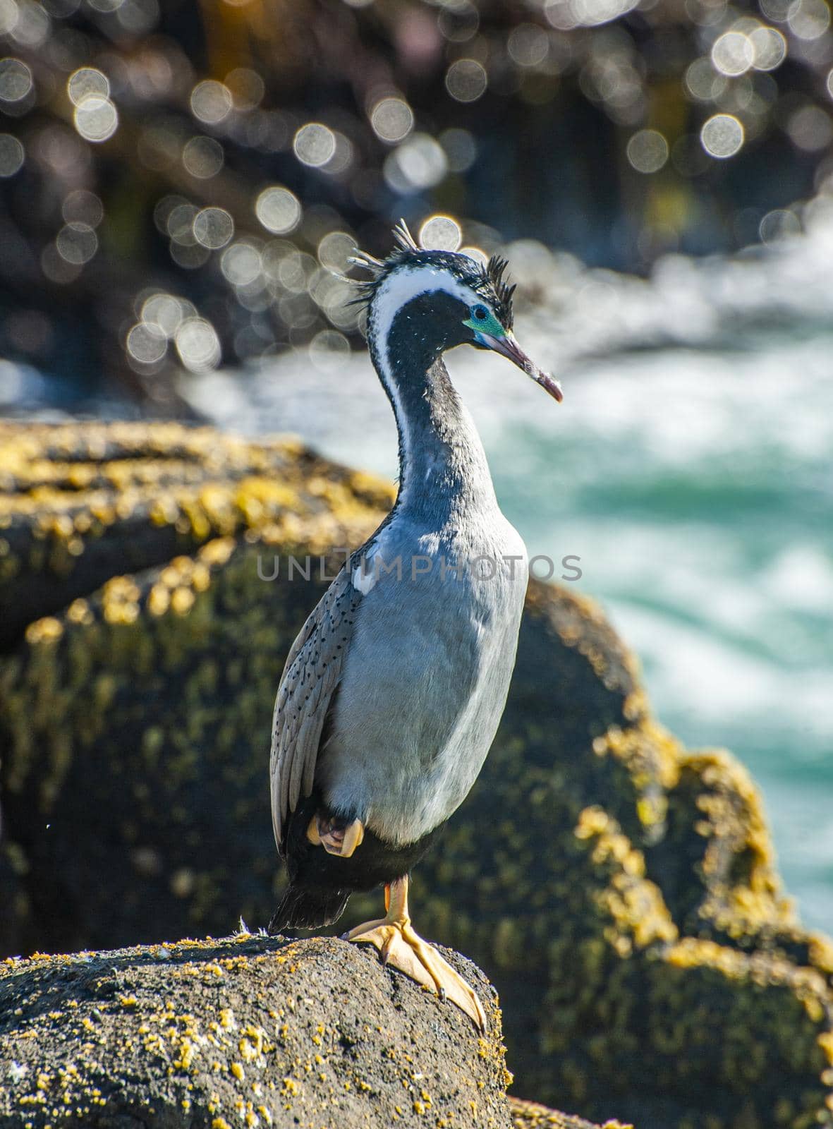 Spotted shag (Stictocarbo punctatus) standing on the rock on the beach in Catlins area in the South island, New Zealand