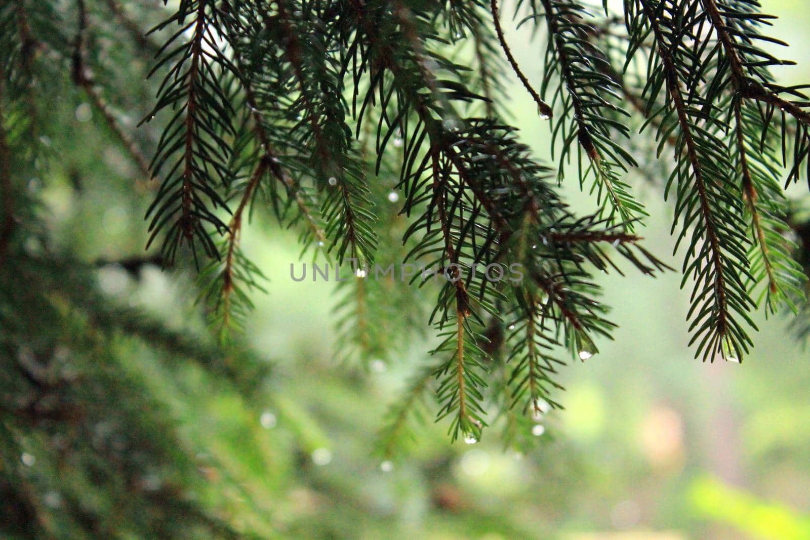 It's a beautiful background. A branch of the christmas tree on a blurred background. High quality photo